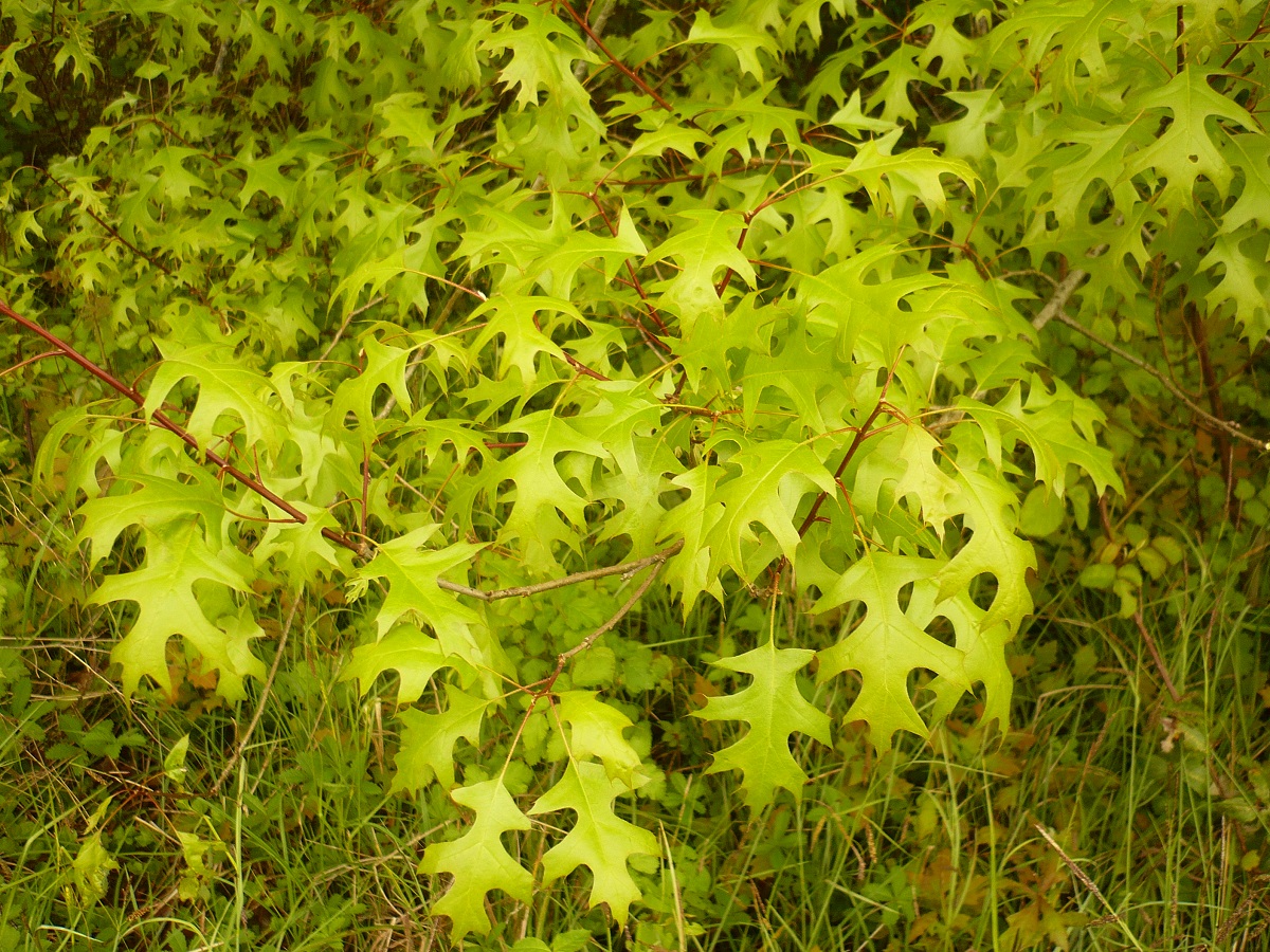Quercus palustris (Fagaceae)